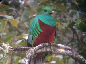 Vogel Costa Rica