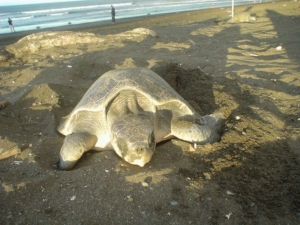Schildkröte Costa Rica